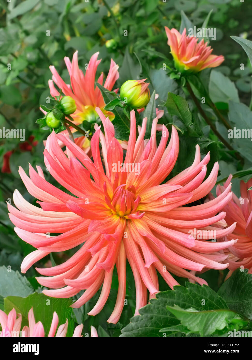 Dahlien im Blumenbeet. Schönen sonnigen Tag Stockfoto