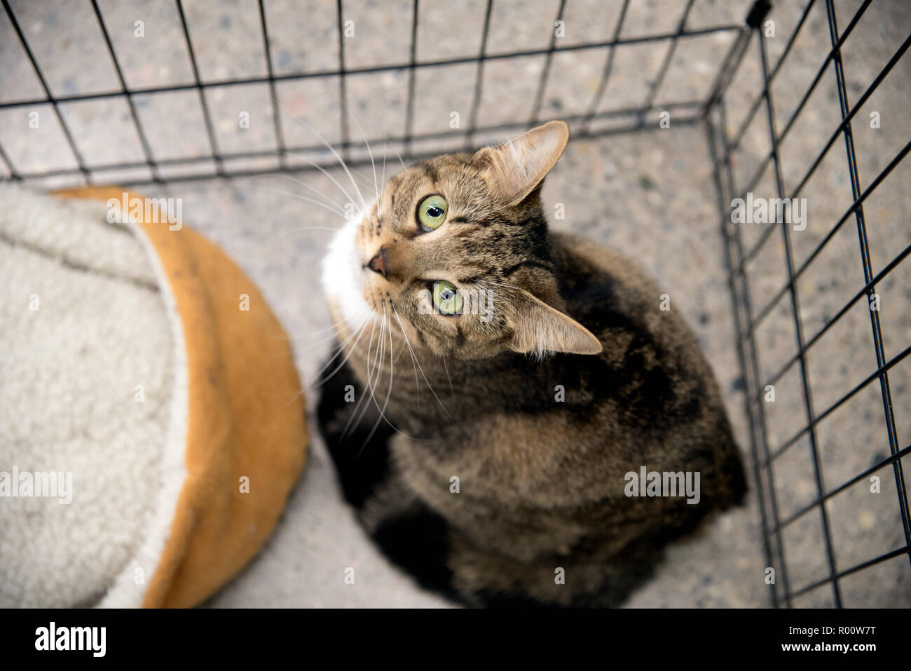 Tierheim Katze schaut aus ihrem Käfig an der Rettung. Kleine Tabby Katze mit grünen Augen, trauriges Gesicht und Augen. Stockfoto