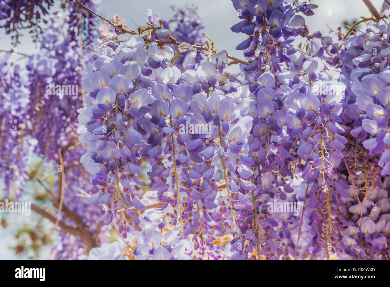 Schönen lila Wisteria Blumen blühen im Frühling Garten Stockfoto