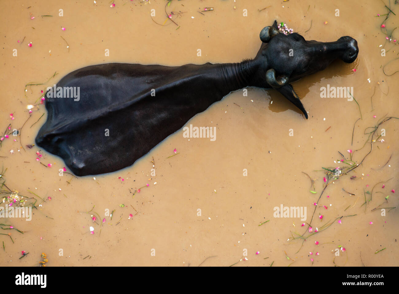 Varanasi, Indien. Schwarze Kuh Baden in Gewässern der Ganges in Varanasi, Indien. Ansicht von oben, schmutziges Wasser mit Blumen Stockfoto