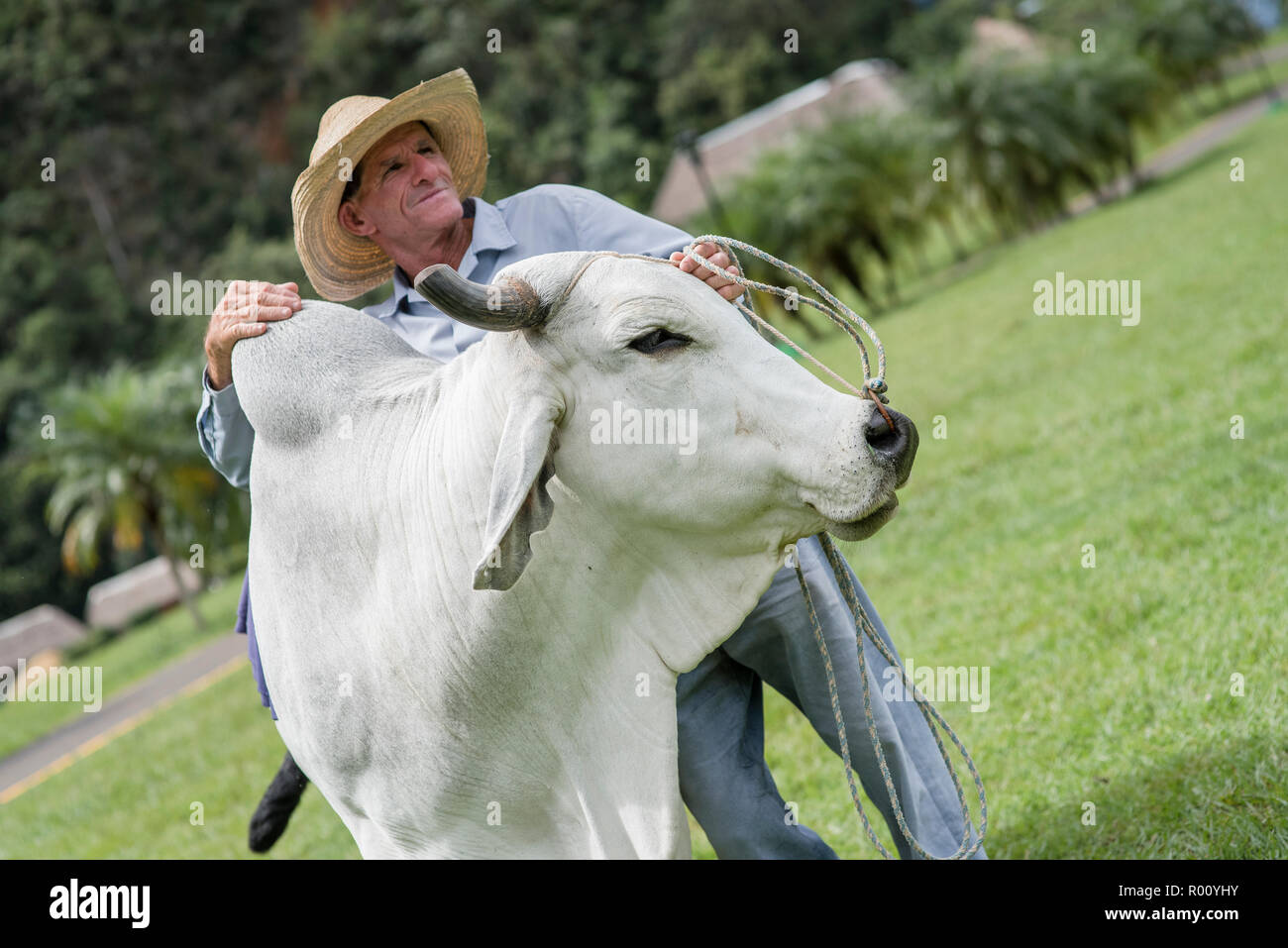 Ein Bauer und seine lifestock Post für ein Foto vor dem Wandbild von Prehisory. Stockfoto