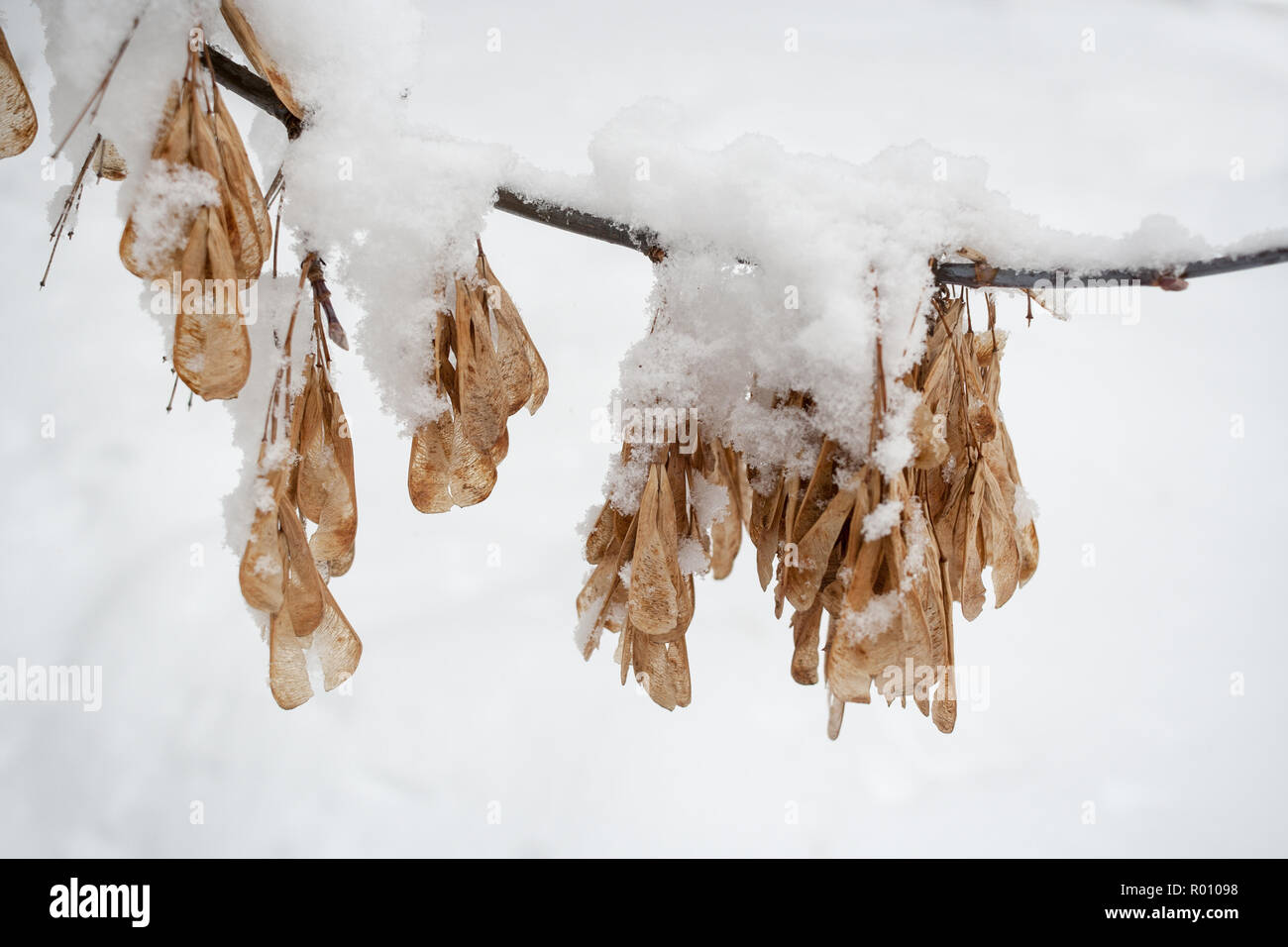 Horizontale schneebedeckten Ash tree branch mit hängenden Samen - rotfeuerfische. Stockfoto