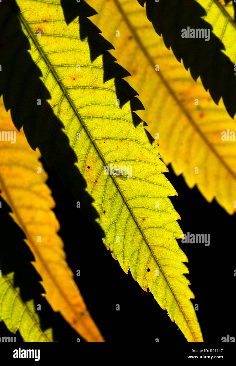 Blatt der Staghorn Anlage und Schatten mit kleinen Insekt. Stockfoto