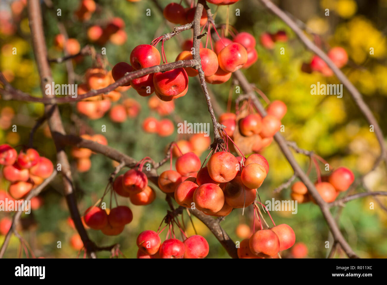Wilde Äpfel am Zweig an einem sonnigen Tag selektiven Fokus Stockfoto