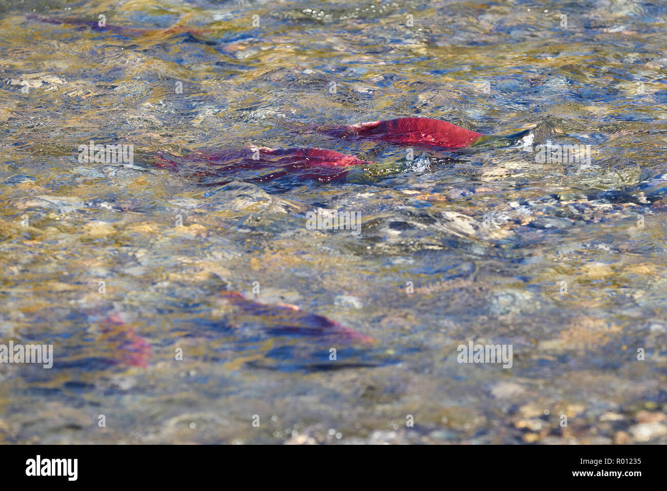 Lachse laichen, flacher Creek. Sockeye Lachse sammeln auf der Laich Betten in der Adams River, British Columbia, Kanada. Stockfoto