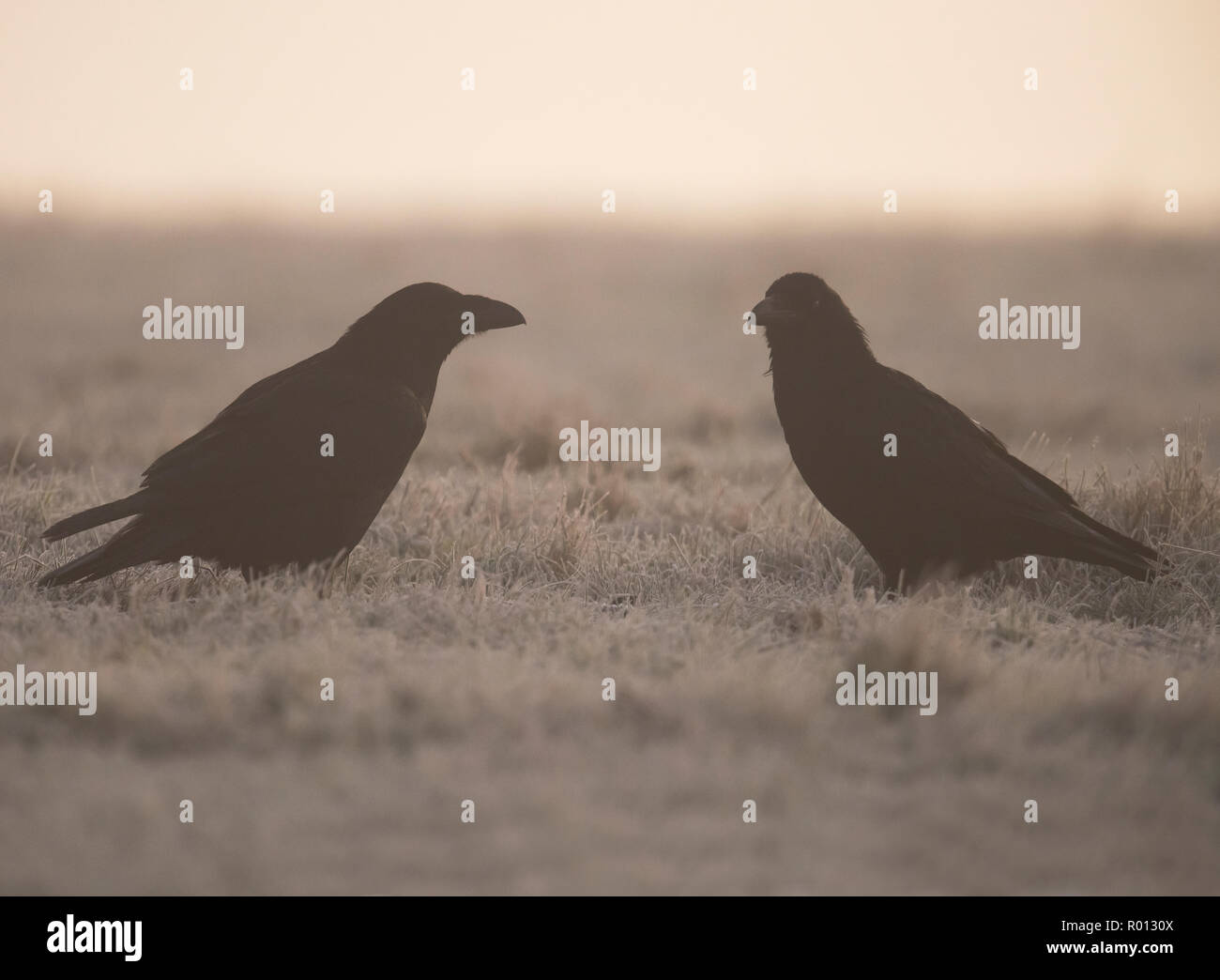 Ein paar Raben (Corvus Corax) An einem frostigen, Misty dawn, Warwickshire Stockfoto