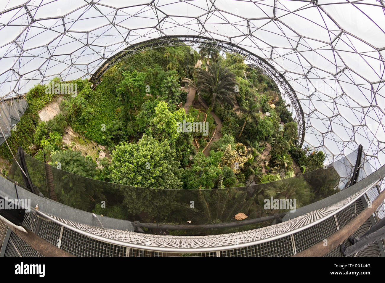 In der tropischen Biome an der beliebten Besucherattraktion Fohey das Eden Project, Cornwall, England. Stockfoto