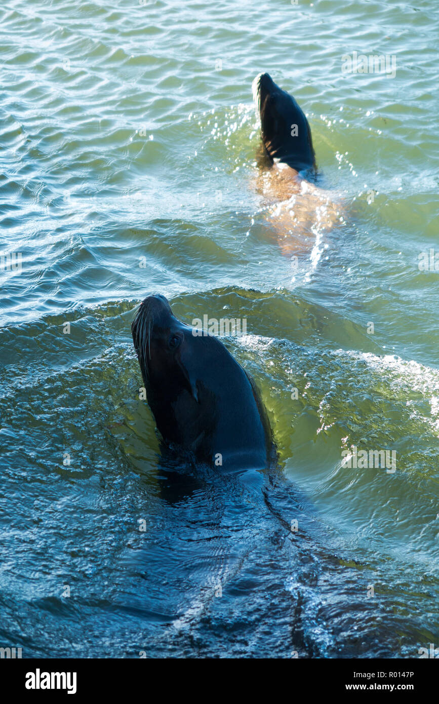 Kalifornischen Seelöwen Szene aus einem Boot in Longleat Safari Park, der Teil der Jungle Cruise sightseeing tour für Touristen und Besucher in Longleat, England, UK (103) Stockfoto