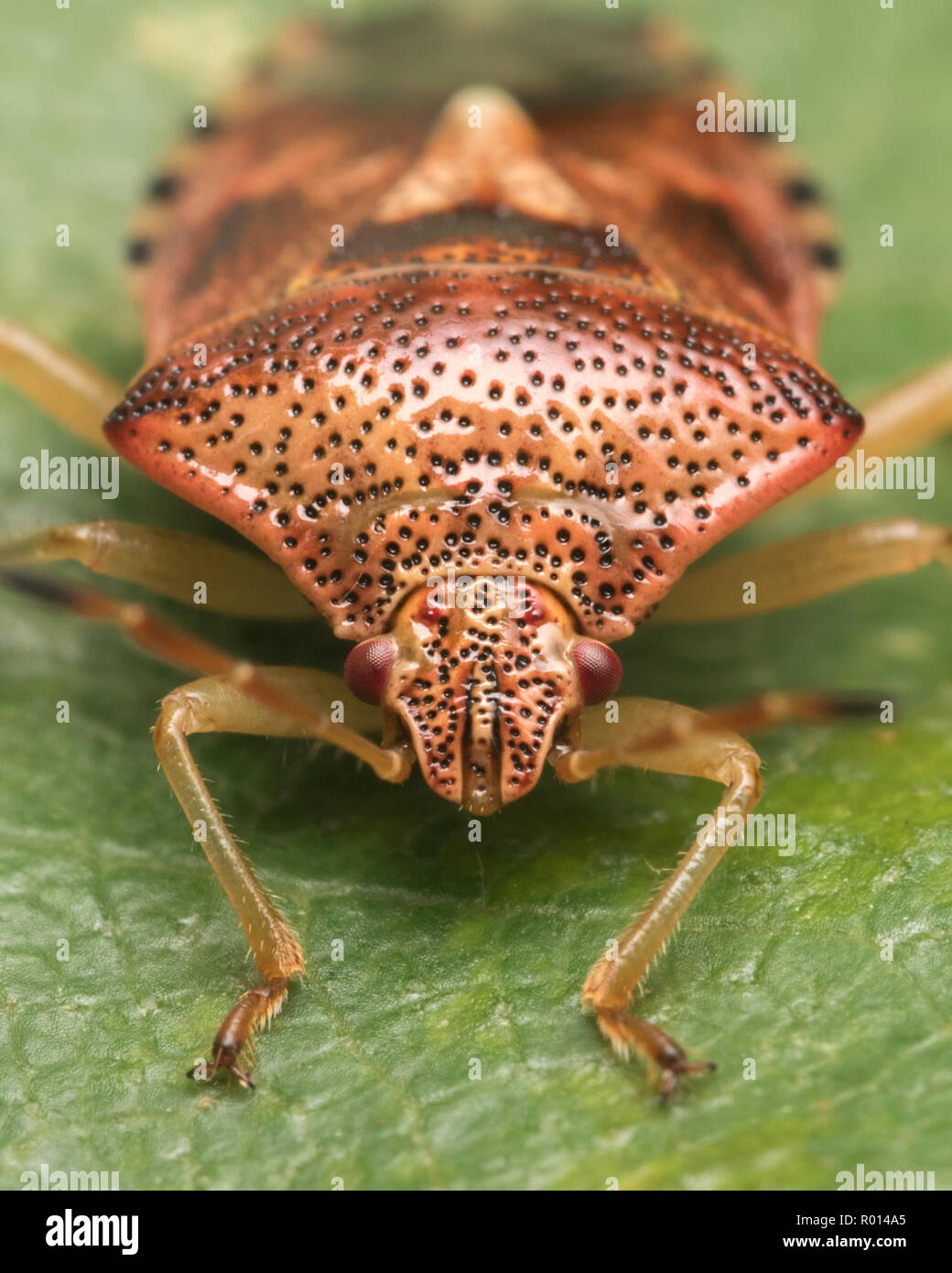 Nahaufnahme eines Elternteils Bugs (Elasmucha grisea). Tipperary, Irland Stockfoto