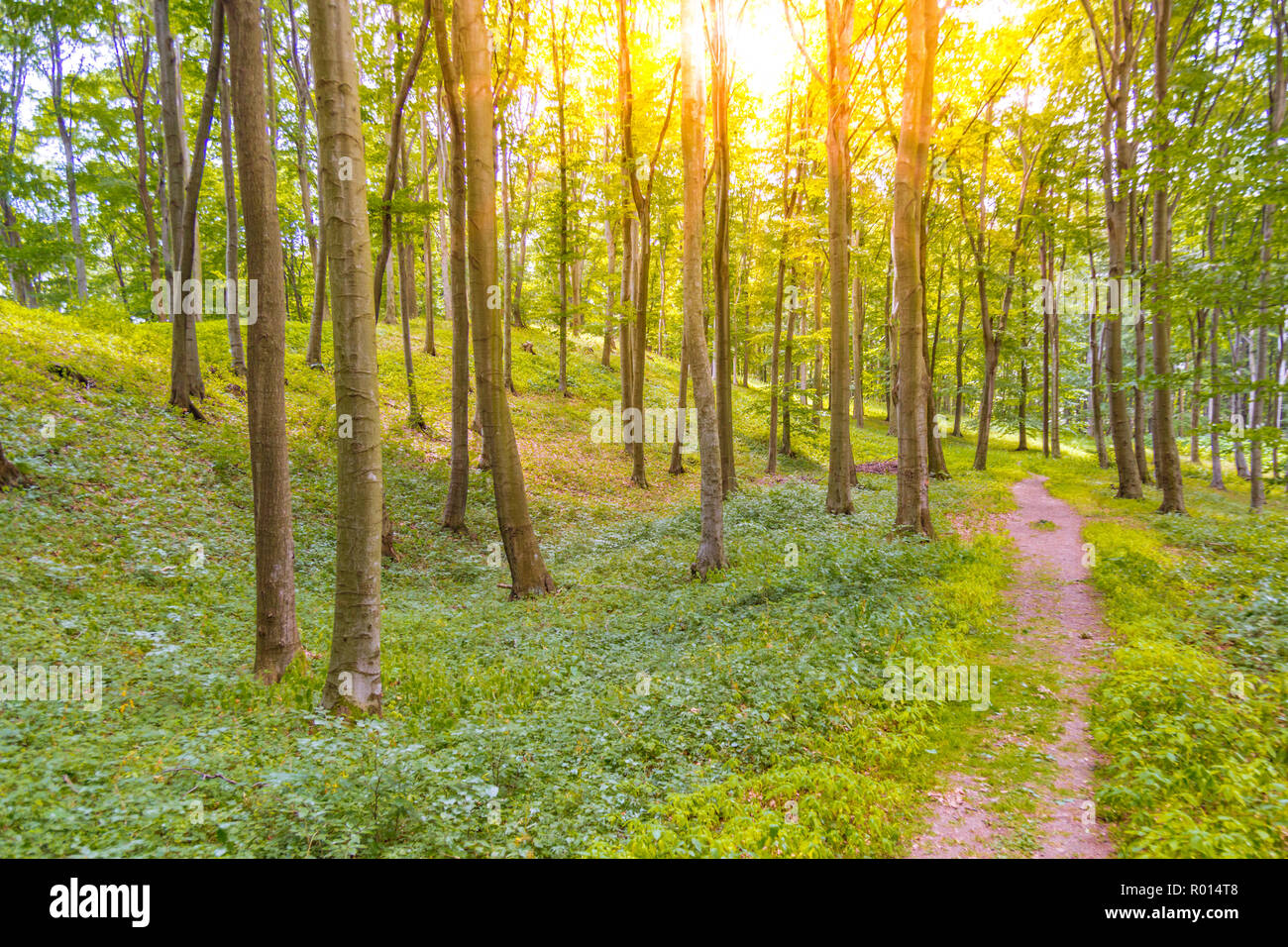 Schöner grüner Baum, Wald, Pfad und entspannte Stimmung. Sonnigen Tag, Sonne, Natur Szene Stockfoto