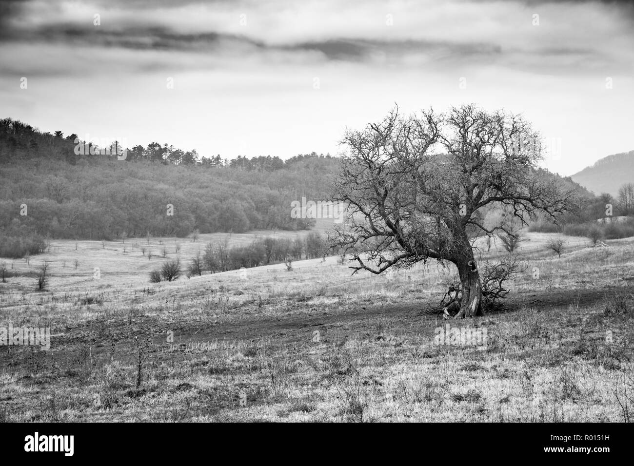Dramatische feld landschaft, von Bäumen und Wiesen. Stockfoto