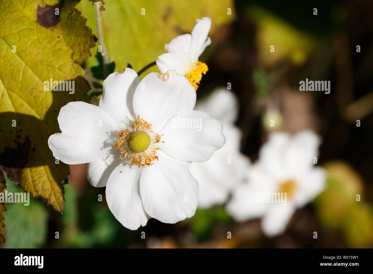 Die weißen Blüten der japanischen Anemone in einem Garten im Herbst Stockfoto