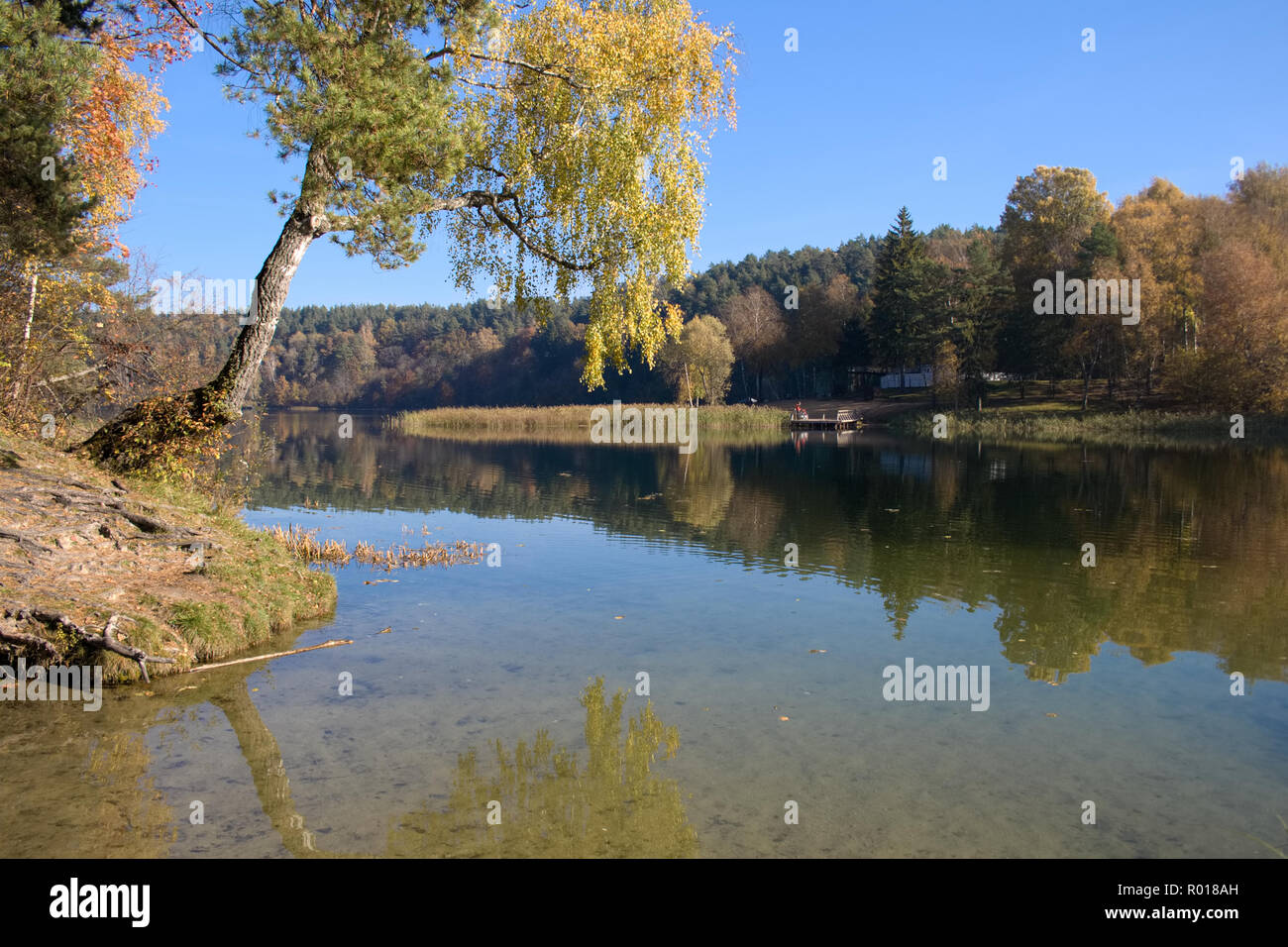 Wald mit Birke in einem See auf Herbst, Reflexion widerspiegeln, ruhig, friedlich und entspannend Stockfoto