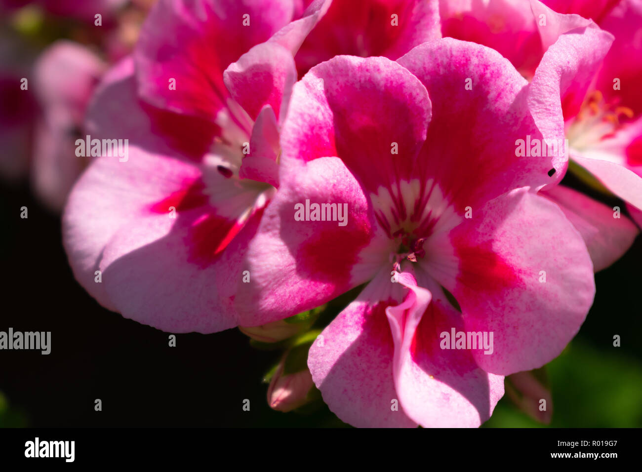 Blume schöne Farbe Stockfoto