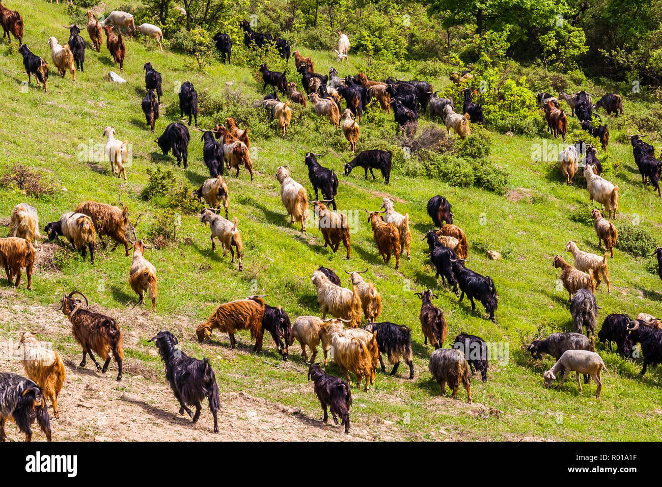 Iznik, Türkei, 9. Mai 2012: Herde Ziegen auf einem Hügel. Stockfoto