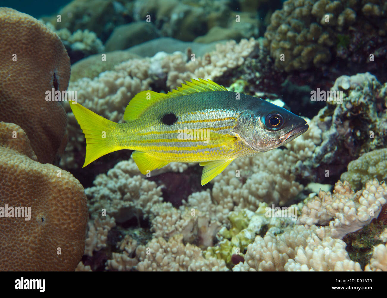Blackspot Snapper, lutjanus Ehrenbergii am Coral Reef, Hamata, Rotes Meer, Ägypten Stockfoto