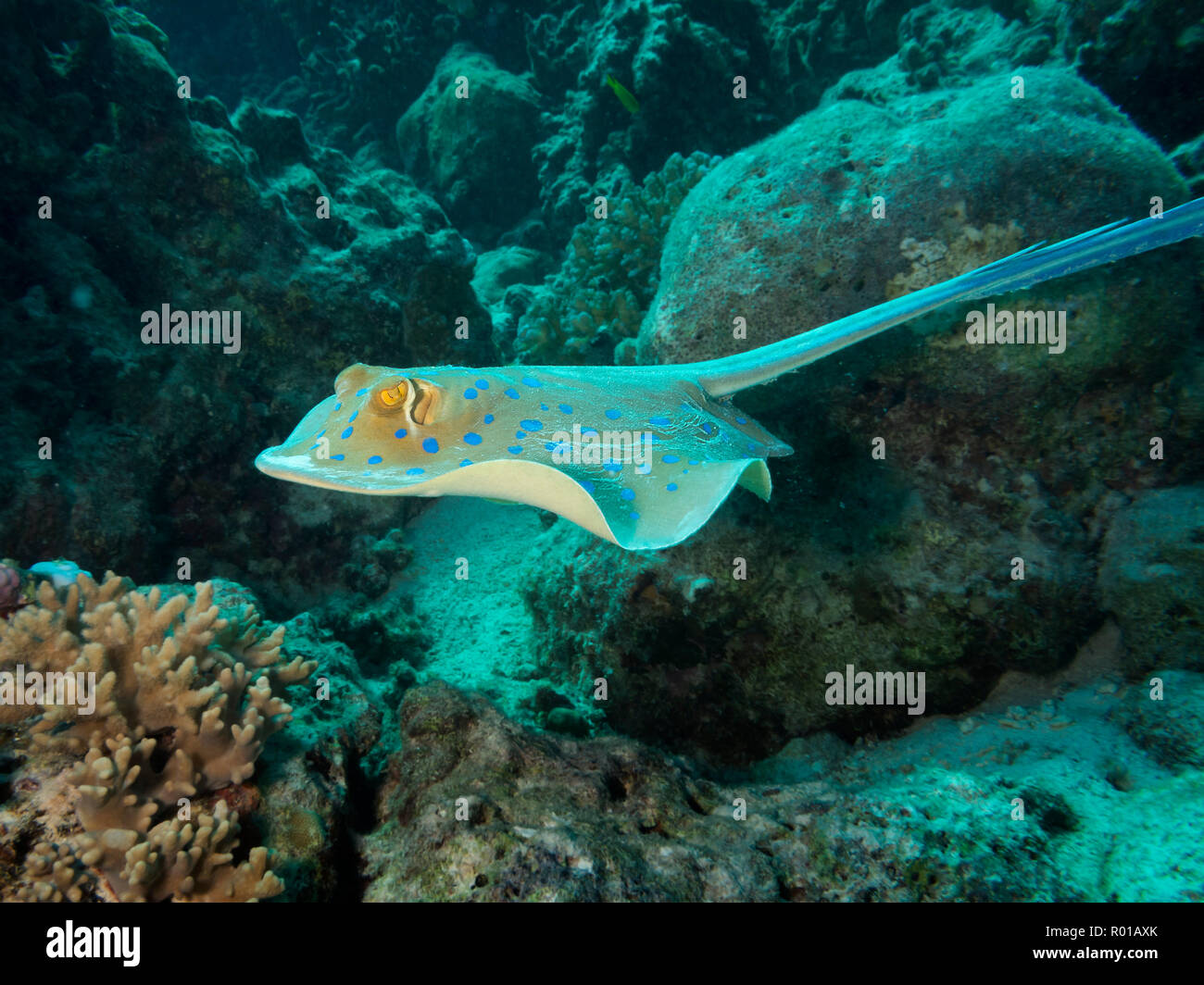 Blue Spotted Stingray oder Blaupunktrochen ribbontail Ray, Taeniura lymma, Schwimmen, Rotes Meer, Ägypten Stockfoto