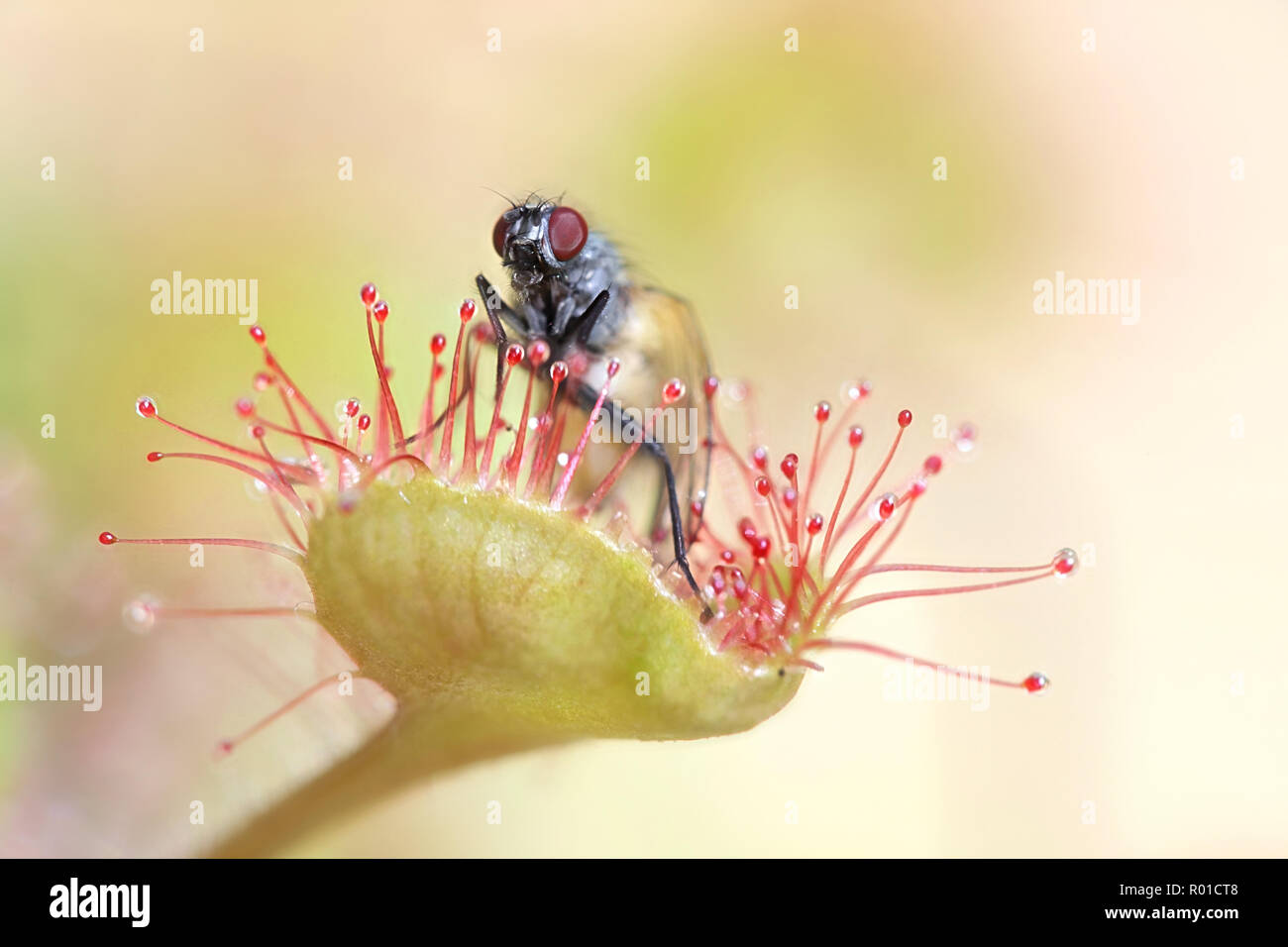 Sonnentau (Drosera rotundifolia) Ernährung auf einer Fliege (Thricops semicinereus) Stockfoto