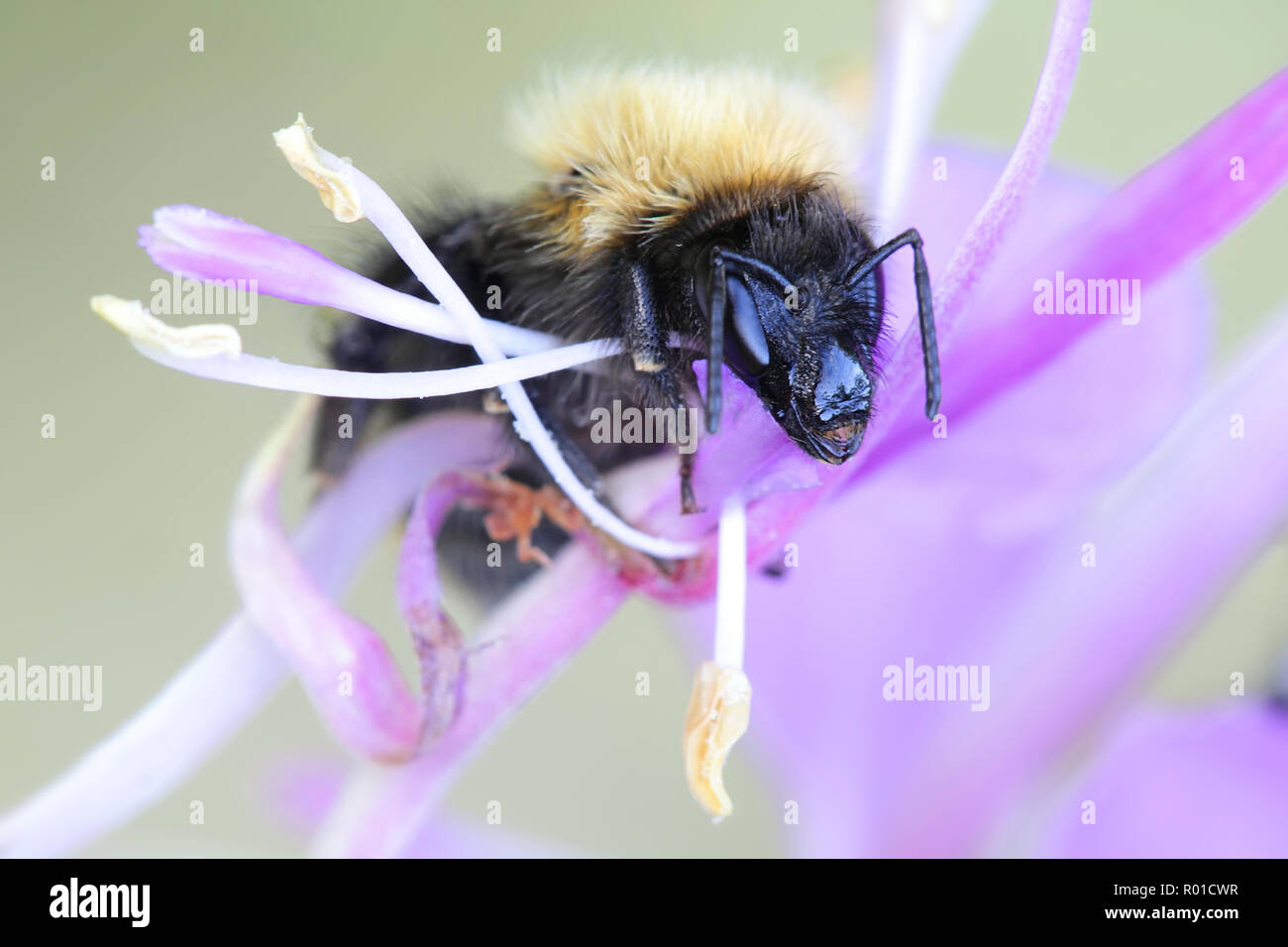 Bombus Lucorum, Seeadler Hummel Stockfoto