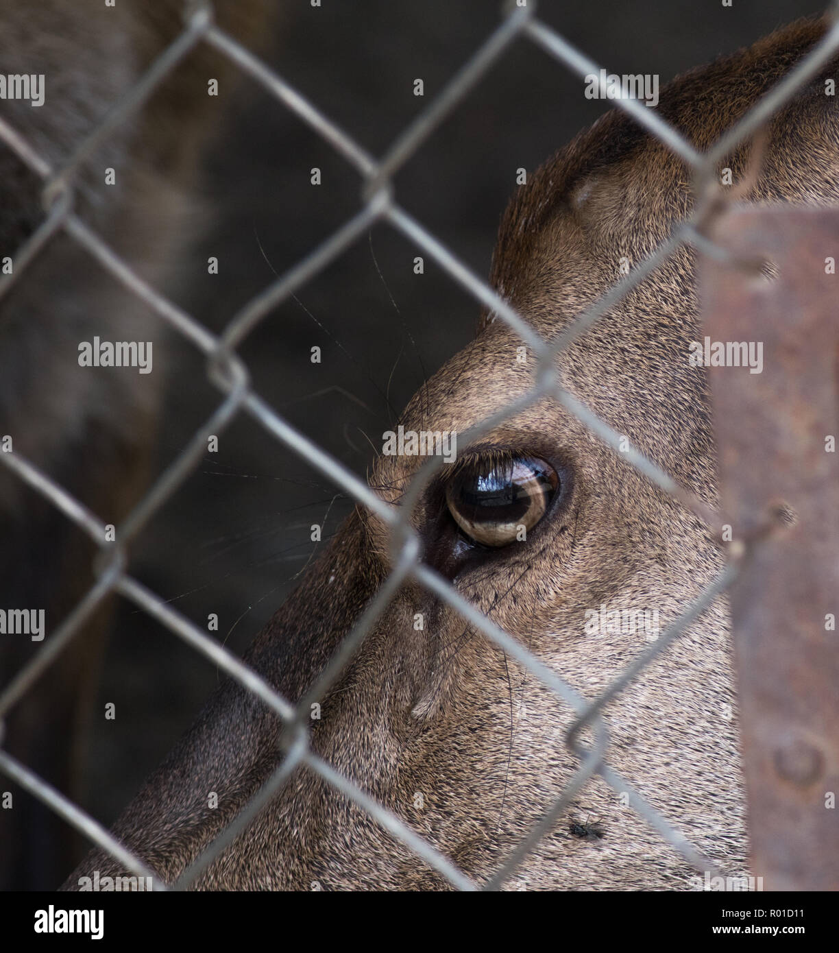 In der Nähe von Hirsch Auge hinter dem Zaun. Konzept der Gefangenschaft und Freiheit Stockfoto