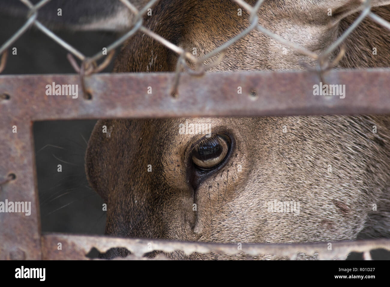 In der Nähe von Hirsch Auge hinter dem Zaun. Konzept der Gefangenschaft und Freiheit Stockfoto