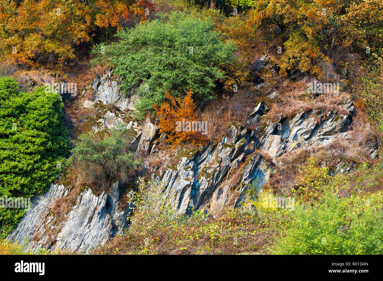 Schönen und bunten Herbst am Rhein, Deutschland Stockfoto