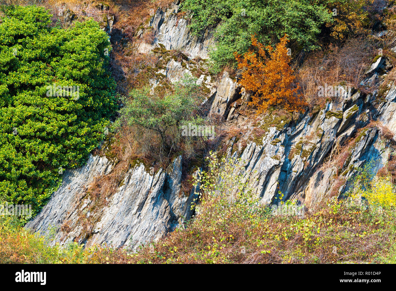 Schönen und bunten Herbst am Rhein, Deutschland Stockfoto