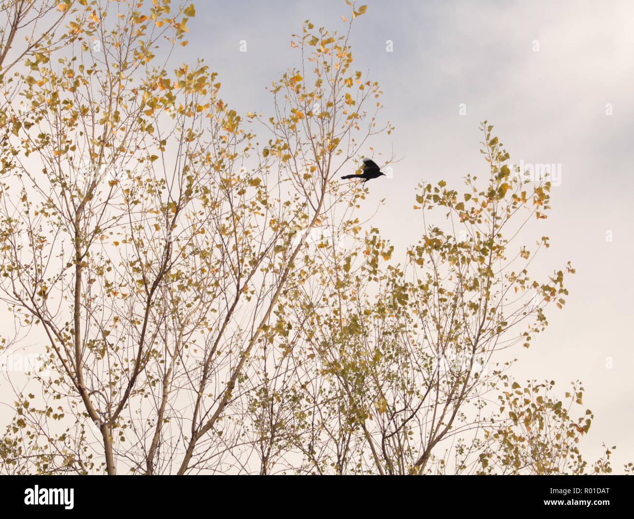 Ein schwarzer Vogel fliegen von einem Baum mit gelben Blättern. Stockfoto