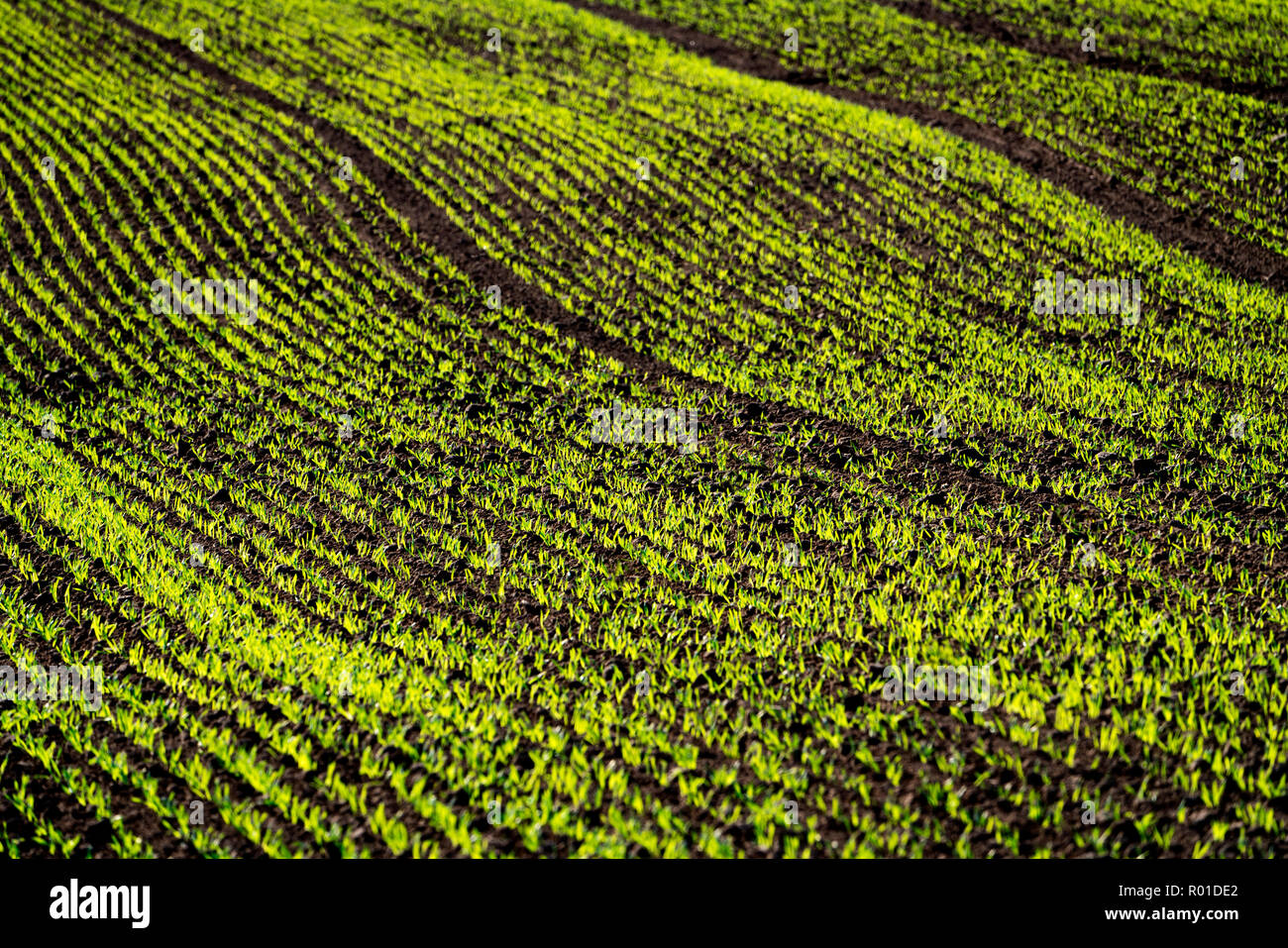 Cool-Saison Getreide im Herbst, Oberweser, Weserbergland, Nordrhein-Westfalen, Hessen, Deutschland Stockfoto