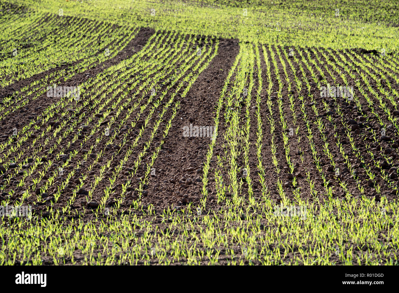 Cool-Saison Getreide im Herbst, Oberweser, Weserbergland, Nordrhein-Westfalen, Hessen, Deutschland Stockfoto