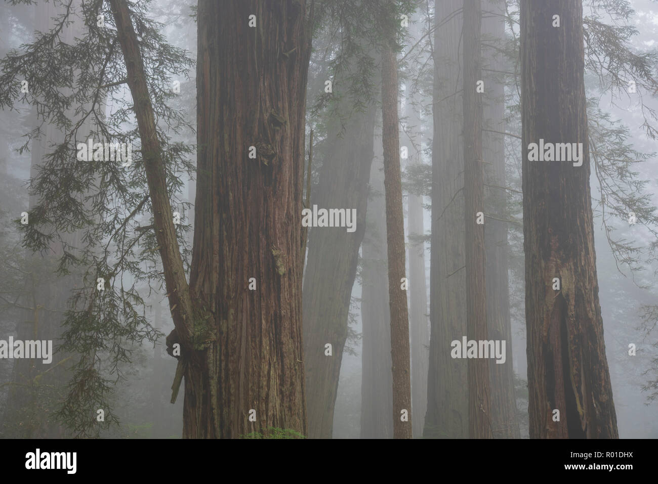 Redwood Bäume und Nebel in Lady Bird Johnson Grove, Redwoods National- und Staatsparks, Kalifornien. Stockfoto
