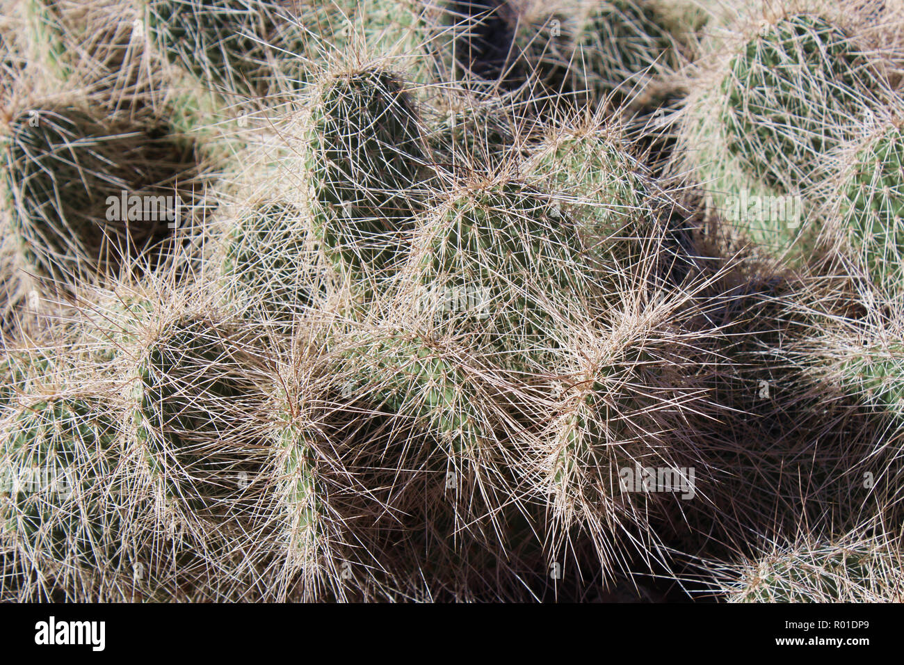 Nahaufnahme von einem Büschel von Mojave Feigenkaktus in der Wüste von Arizona, USA Stockfoto