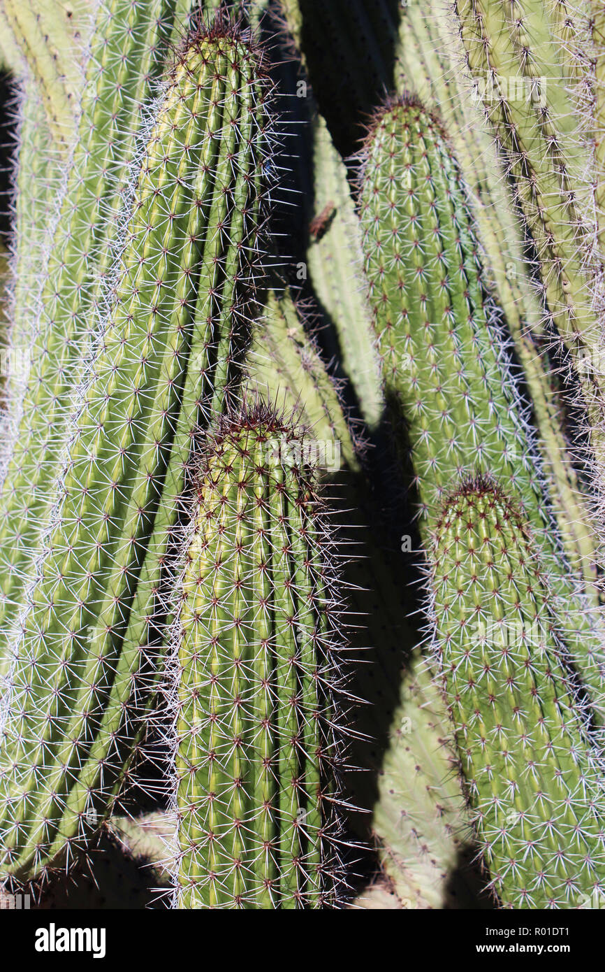 Nahaufnahme des Layouts "Kaktus mit weißen und braunen Stacheln, in der Wüste in Arizona, USA Stockfoto