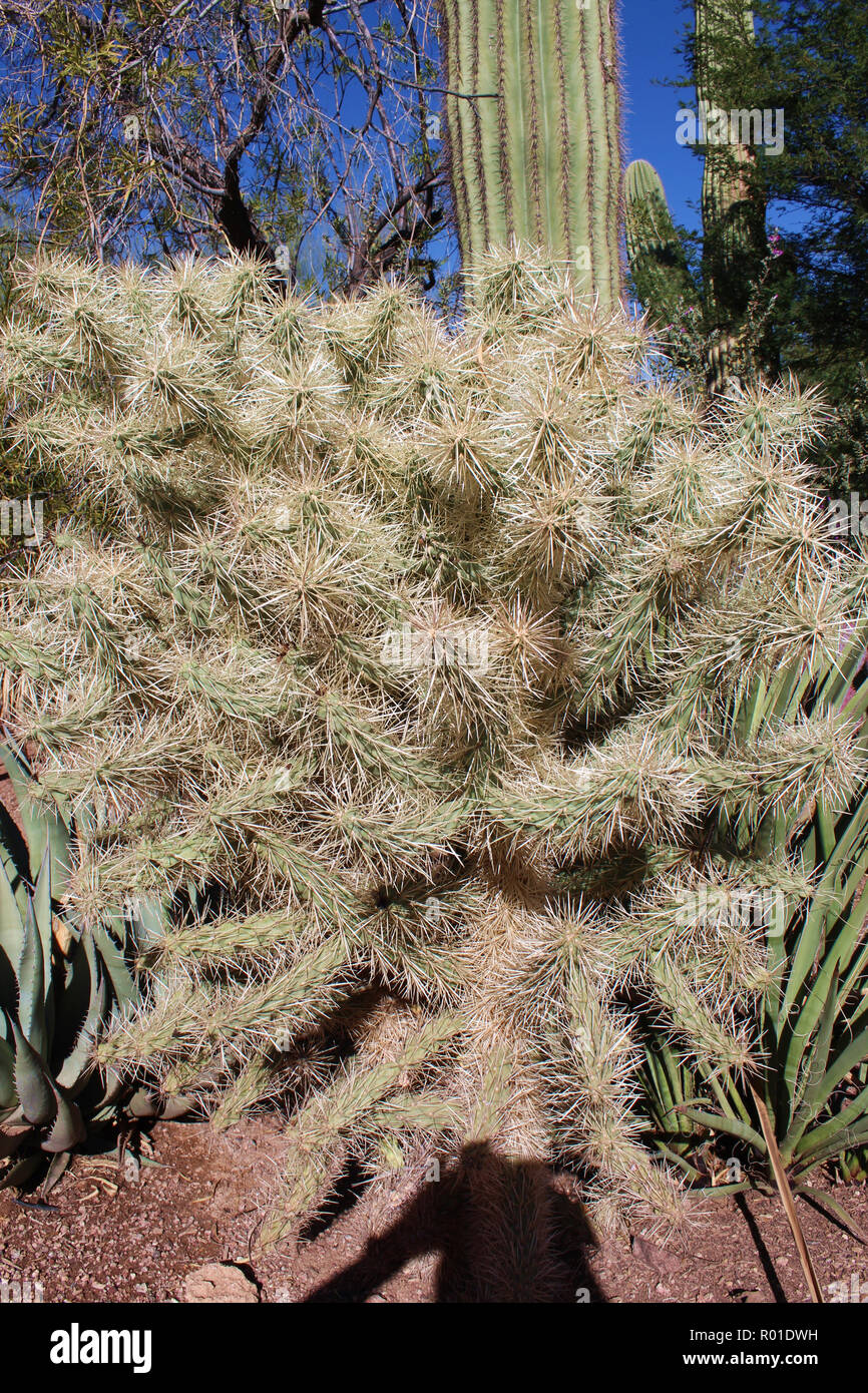 Ein cholla Cactus, Cylindropuntia bigelovii, in der Wüste von Arizona, USA Stockfoto