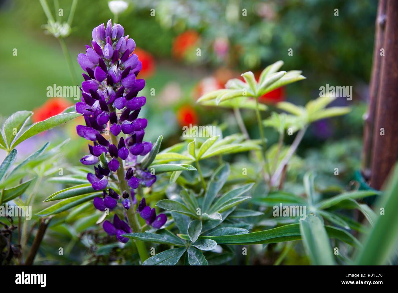 Lila - Lupin Lupin stammt vom lateinischen 'Lupinen' Wolf Stockfoto