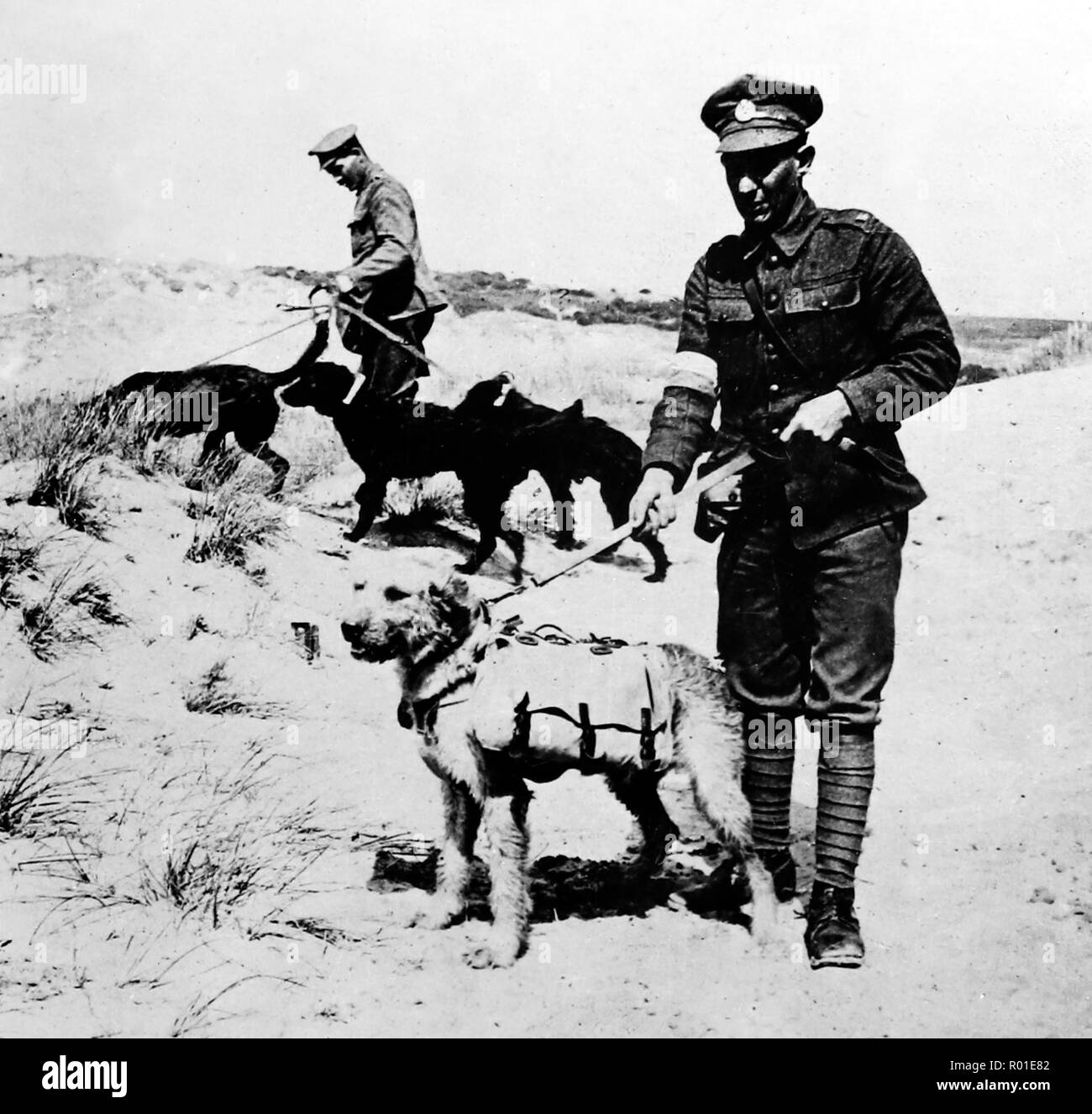 Hunde in no-mans-land mit Erste Hilfe für verletzte Soldaten während des Ersten Weltkrieges Stockfoto