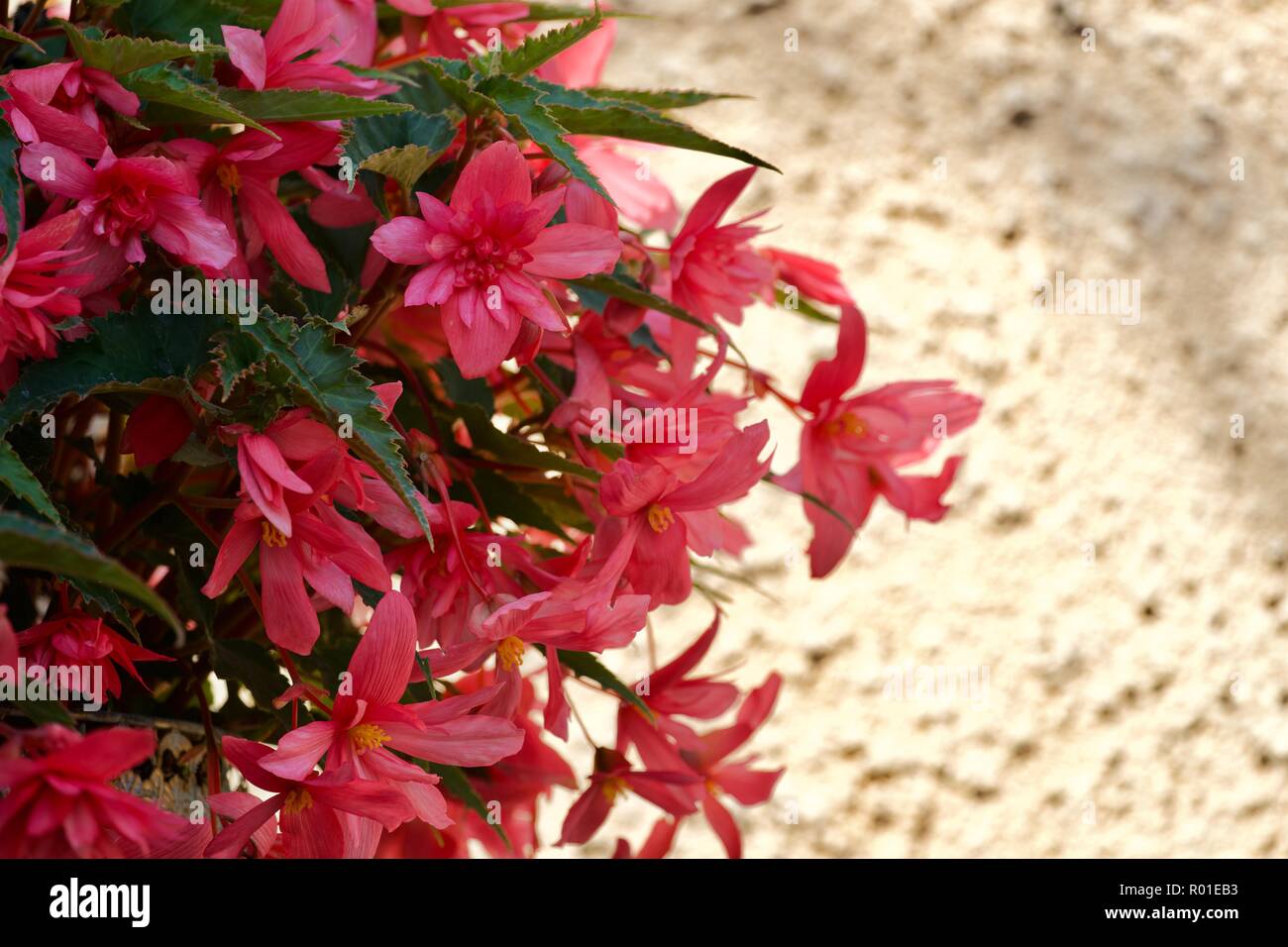 Begonia trailing Rosa in einem hängenden Korb mit gelbem Hintergrund Stockfoto