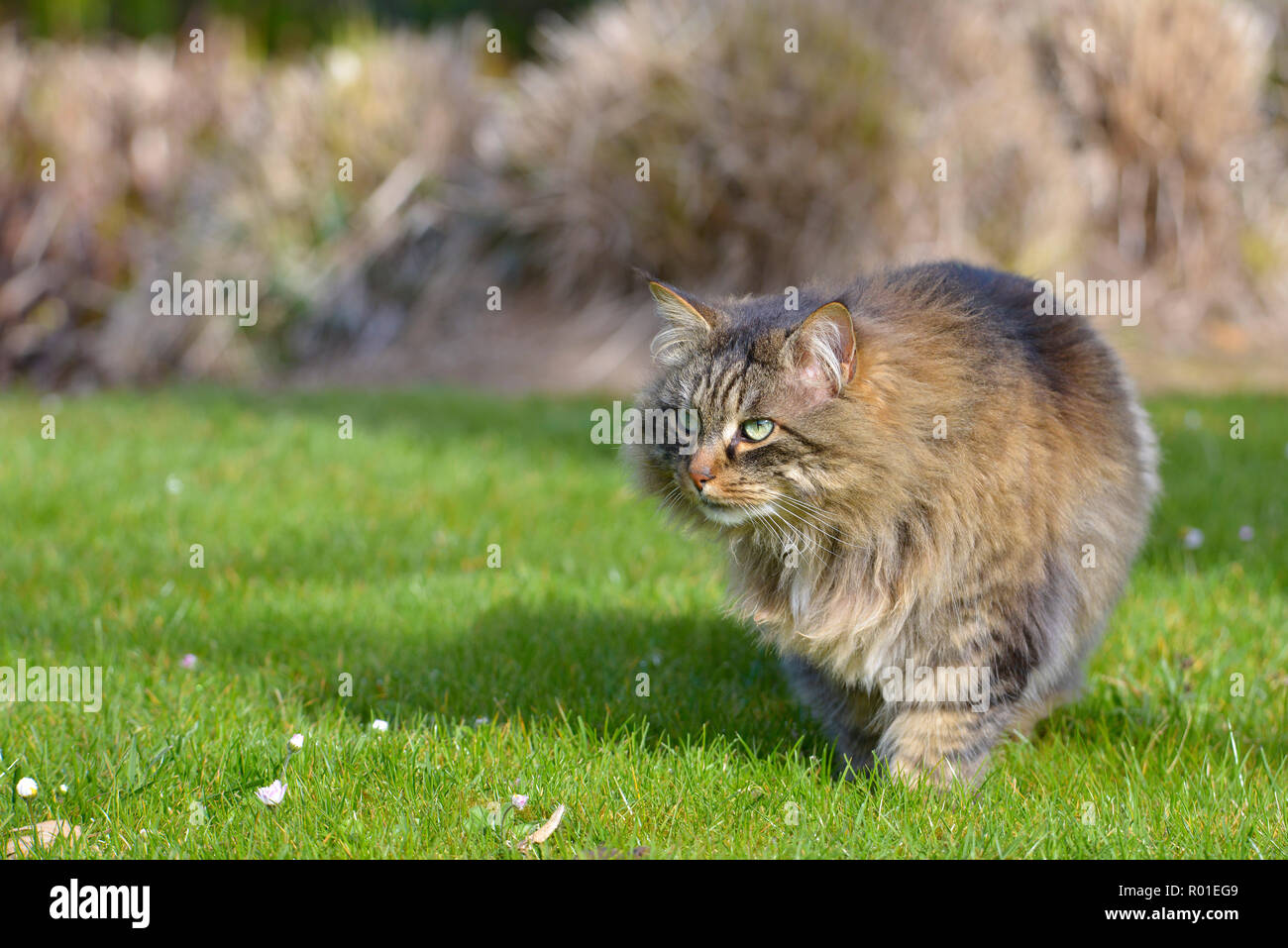 Angora Katze (Felis catus) zu Fuß auf Gras Stockfoto