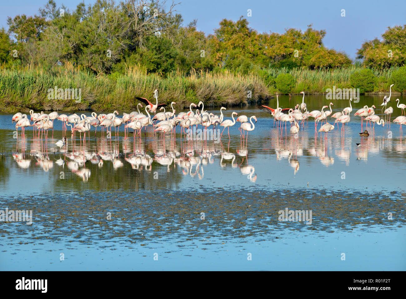 Gruppe von Flamingos (Phoenicopterus ruber) in Wasser mit großen Reflexion, in der Camargue ist ein natürlicher Region südlich von Arles, Frankreich Stockfoto