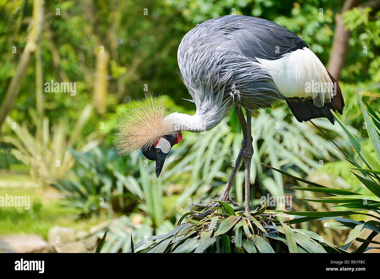 Nahaufnahme des schwarzen gekrönter Kran (Balearica Pavonina) von Profil gesehen Stockfoto