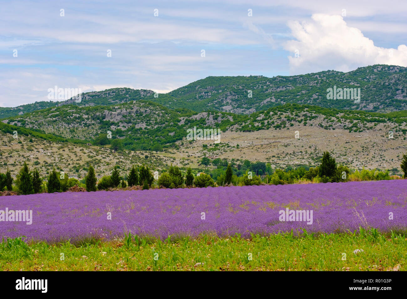 Lavendel (Lavandula officinalis), in der Nähe von Koplik, qark Shkodra, Albanien Stockfoto