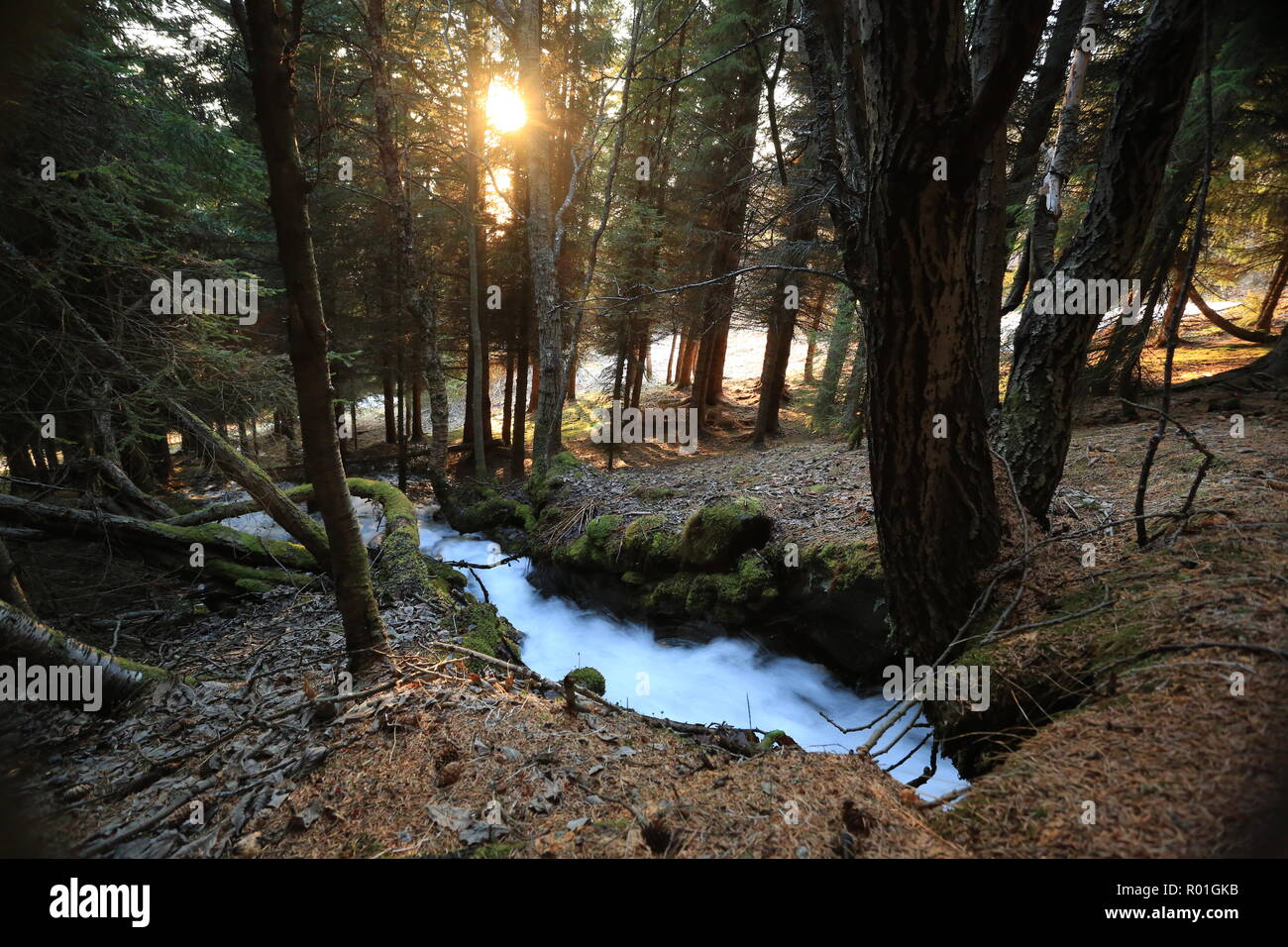 Kleine Feder Fluss im Wald Stockfoto