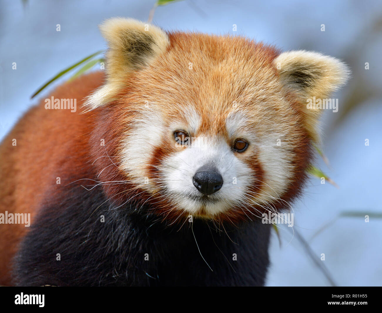 Portrait von Red Panda (Ailurus fulgens) auf blauen Himmel Hintergrund Stockfoto