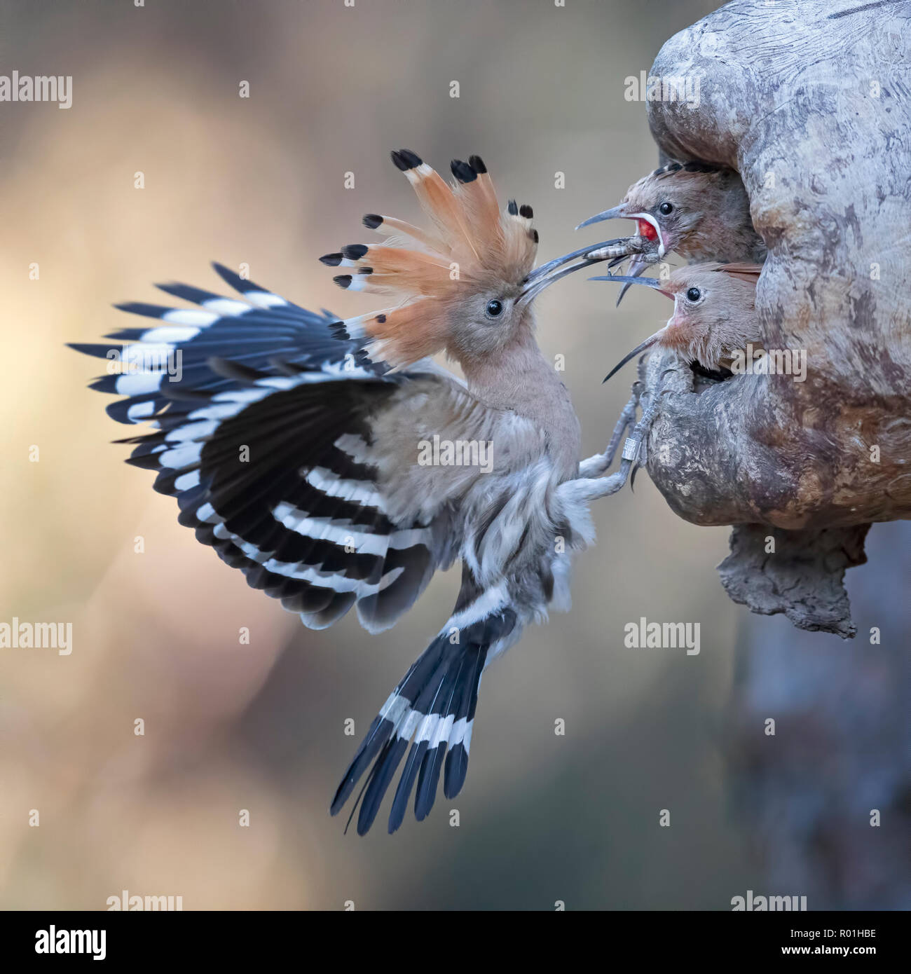 Wiedehopf (Upupa epops), Fütterung der Jungen Vögel, Biosphärenreservat Mittlere Elbe, Sachsen-Anhalt, Deutschland Stockfoto