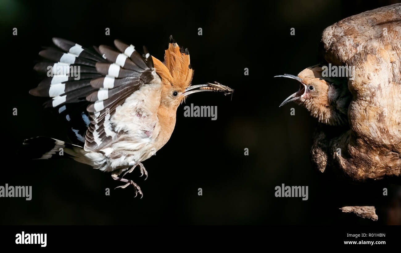 Wiedehopf (Upupa epops), Fütterung der Jungen Vögel, Biosphärenreservat