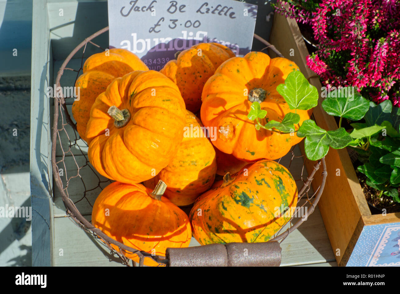 Florist verkauf Miniatur Kürbisse (Cucurbita pepo) auf der Hohe Straße in Glastonbury, Somerset, Großbritannien Stockfoto