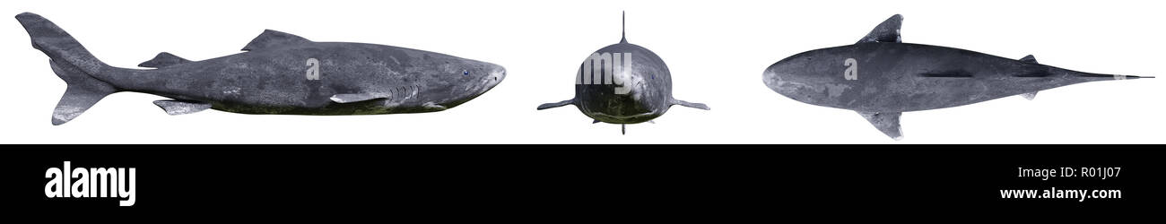 Grönland shark auf weißem Hintergrund, Somniosus Microcephalus in verschiedenen Ansichten Stockfoto