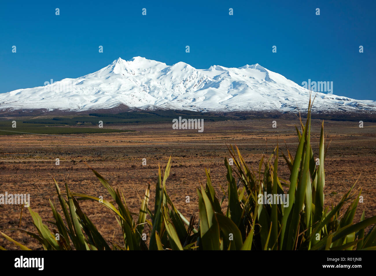 Mt Ruapehu, Rangipo Wüste, und Flachs, Tongariro National Park, Central Plateau, North Island, Neuseeland Stockfoto