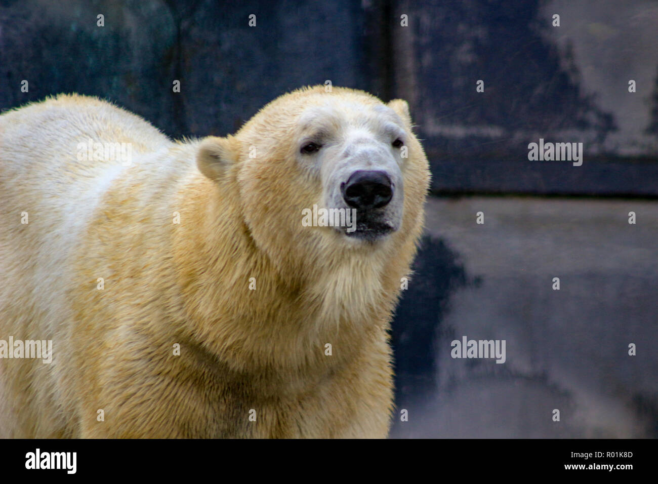 Polar Bear close-up-Bild Stockfoto