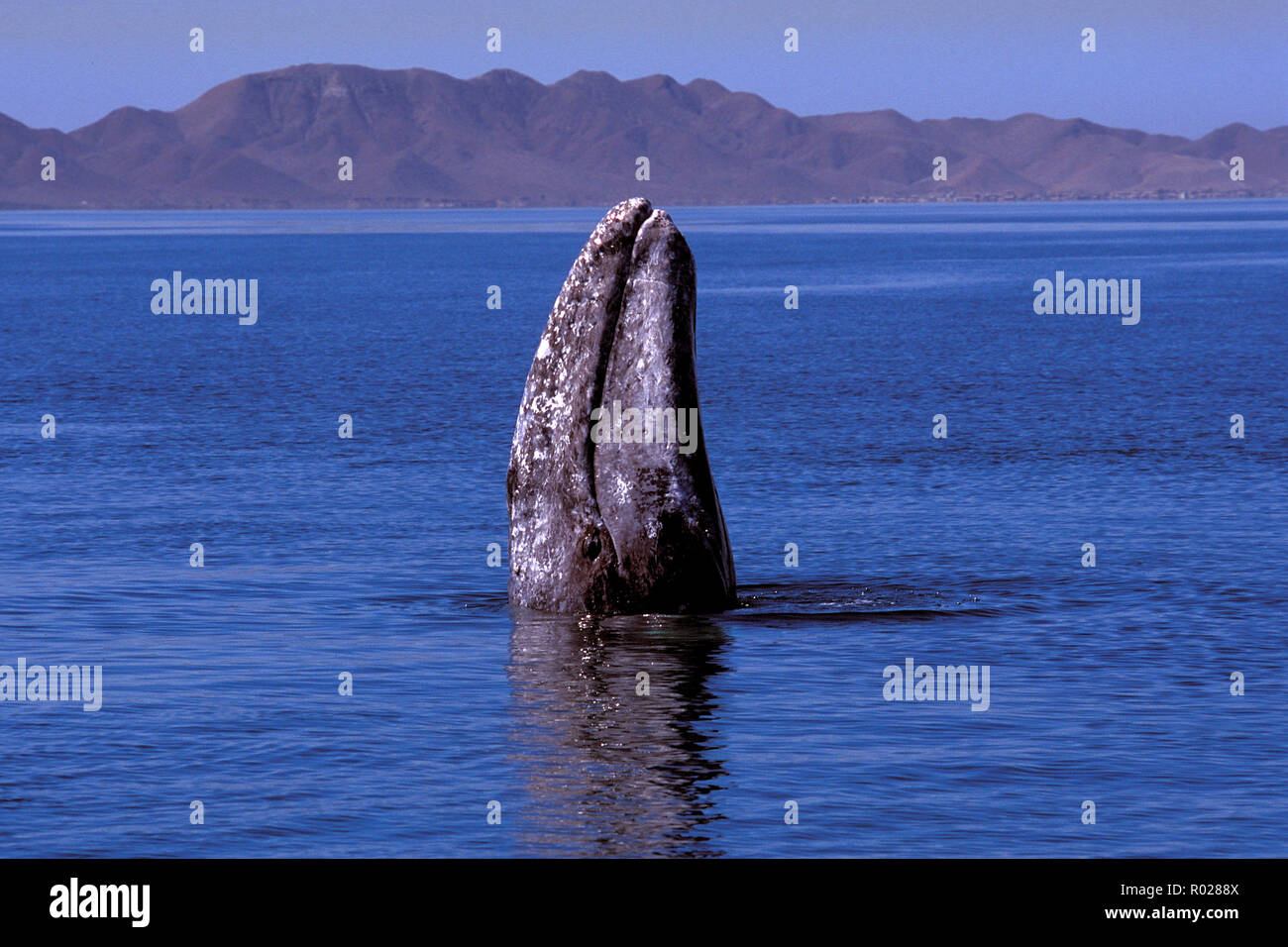 Grauwale, Eschrichtius robustus, Magdalena Bay, Baja California, Mexiko Stockfoto